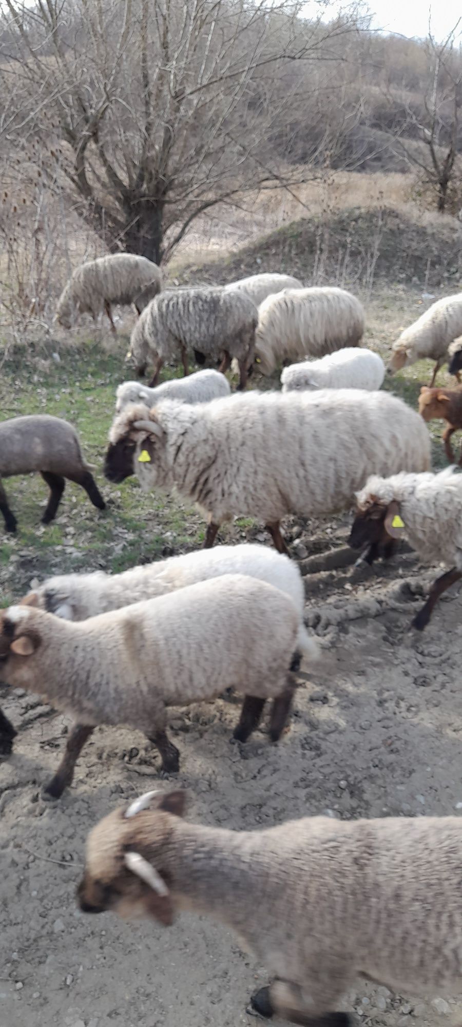 Oi de vanzare 80 de oi si 80 de miei