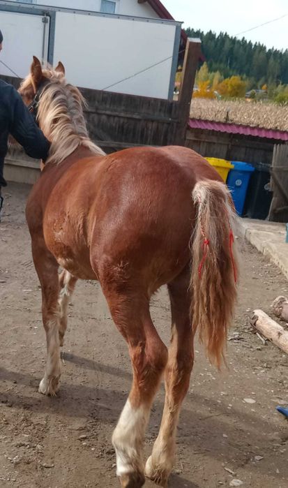 De vânzare mânză în vârstă de 5 luni