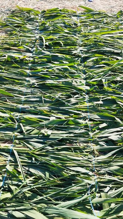 Камышлар бор хар хил турда