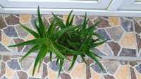 Aloe Vera planta de interior, cu ghiveci