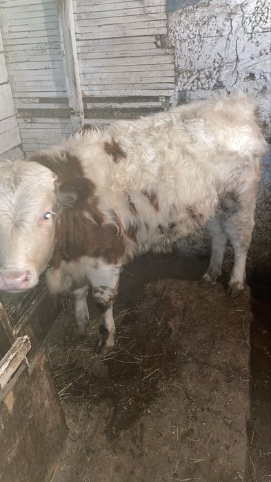 Подсос бұқалар сатам