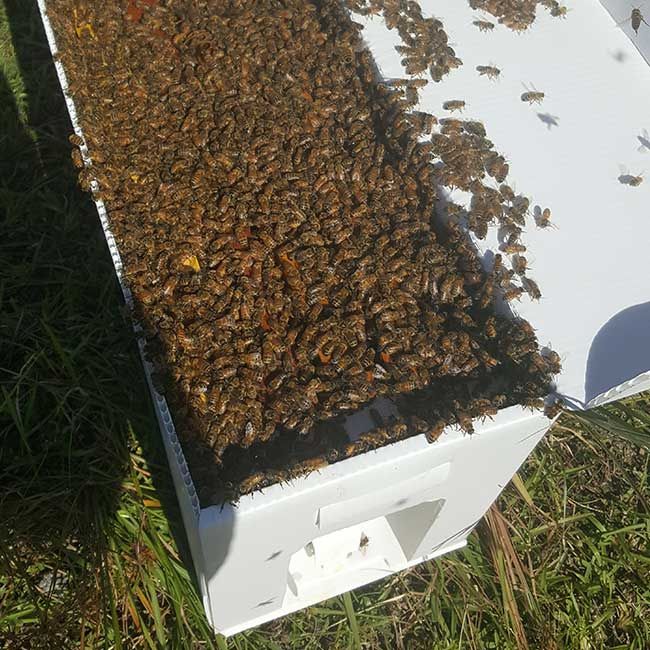 Пчелни майки, отводки и пило с пчели от лицензиран  произво