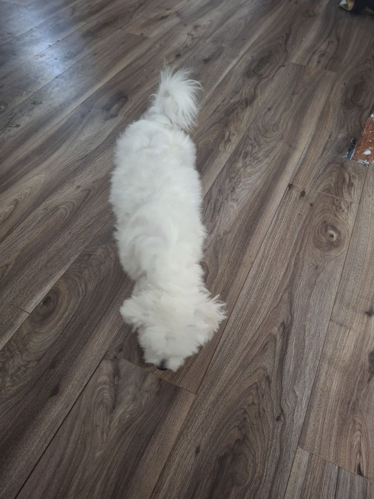 Bichon  fetiță, talie mică, 6 luni