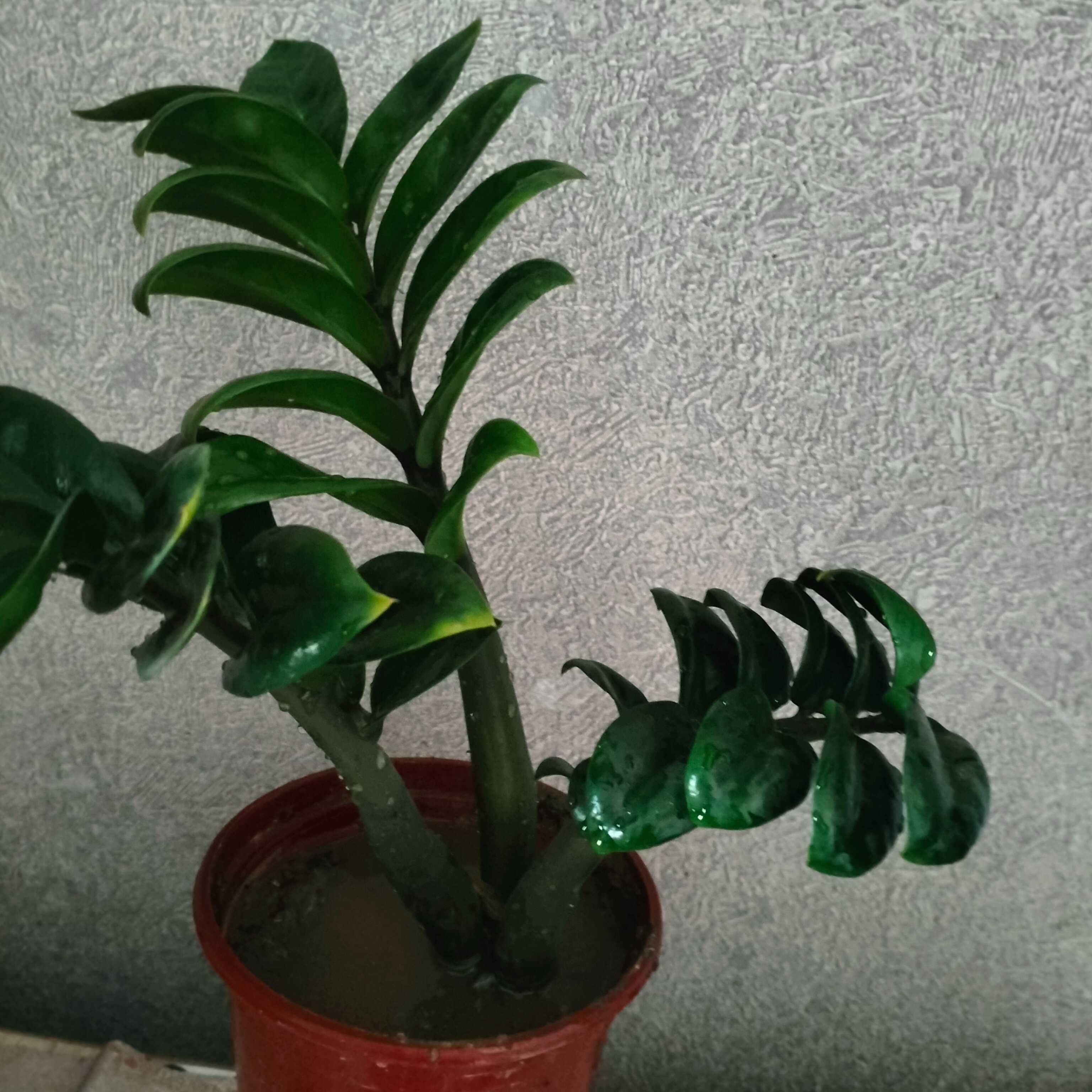 Замиакулькас Зензи
