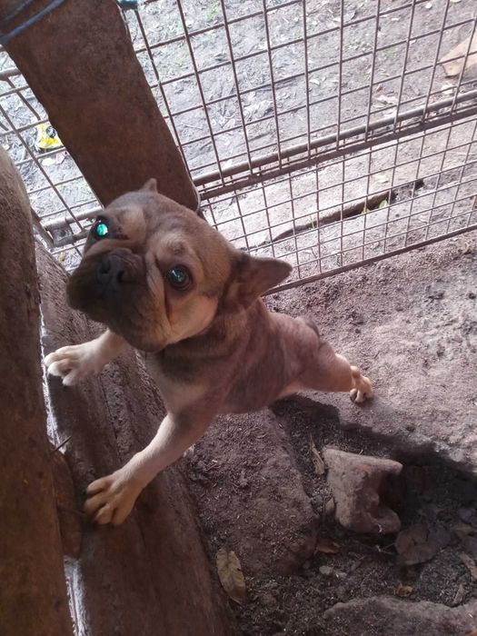 френски болдог женска