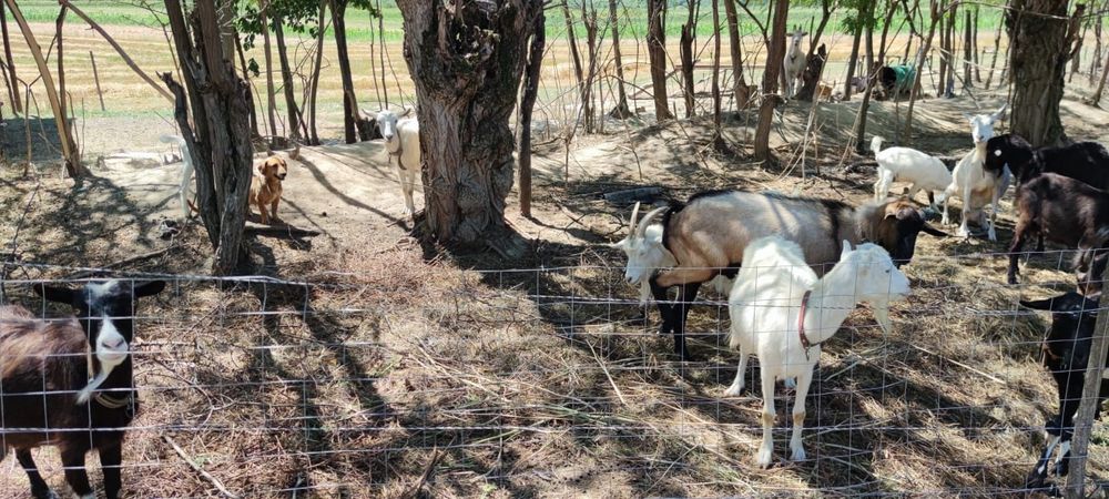 Țap Alpin metis cu sanen