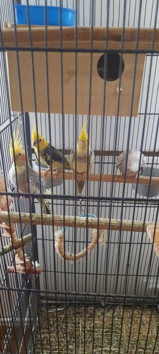 Papagali Nimfe 2 perechi