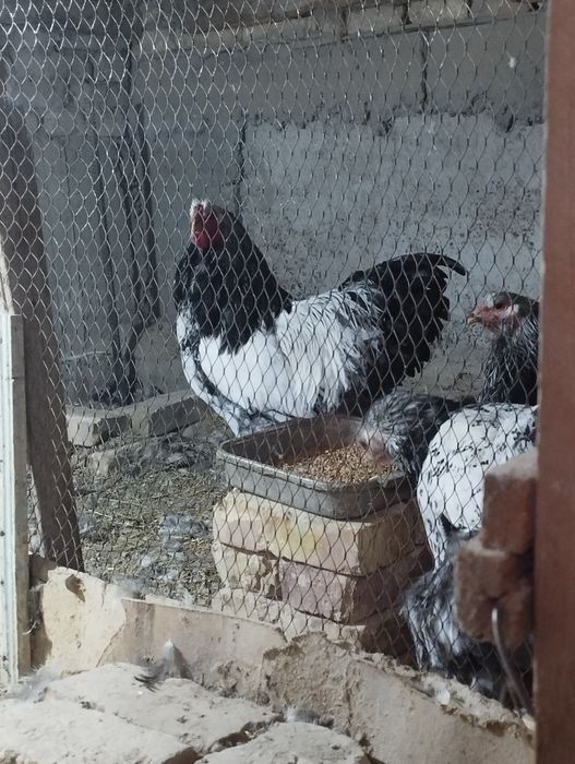 Brama jujalari sotiladi