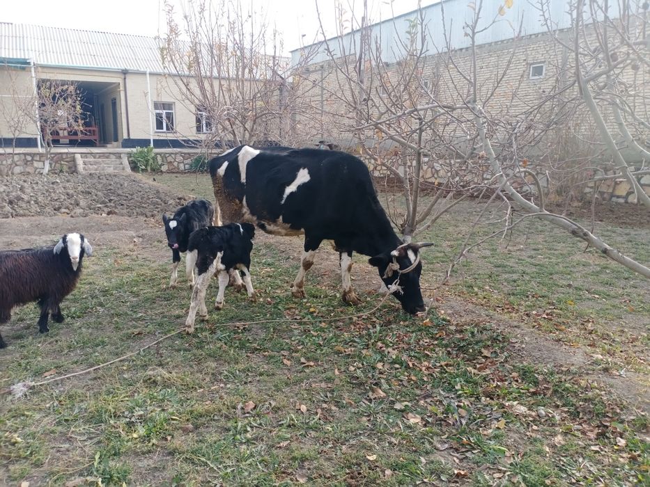 Ikkiz ona bola sigirlar