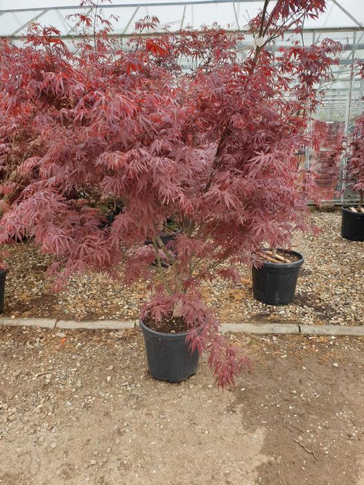 Tuia Smarald Tuia Spiral Pon Pon