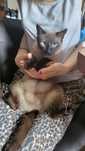 Spre adopție Rovinari fetiță de 1 an