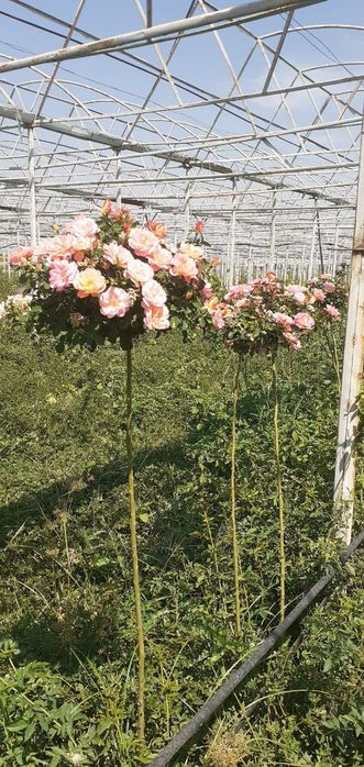 Shtamp atirgullari sotiladi