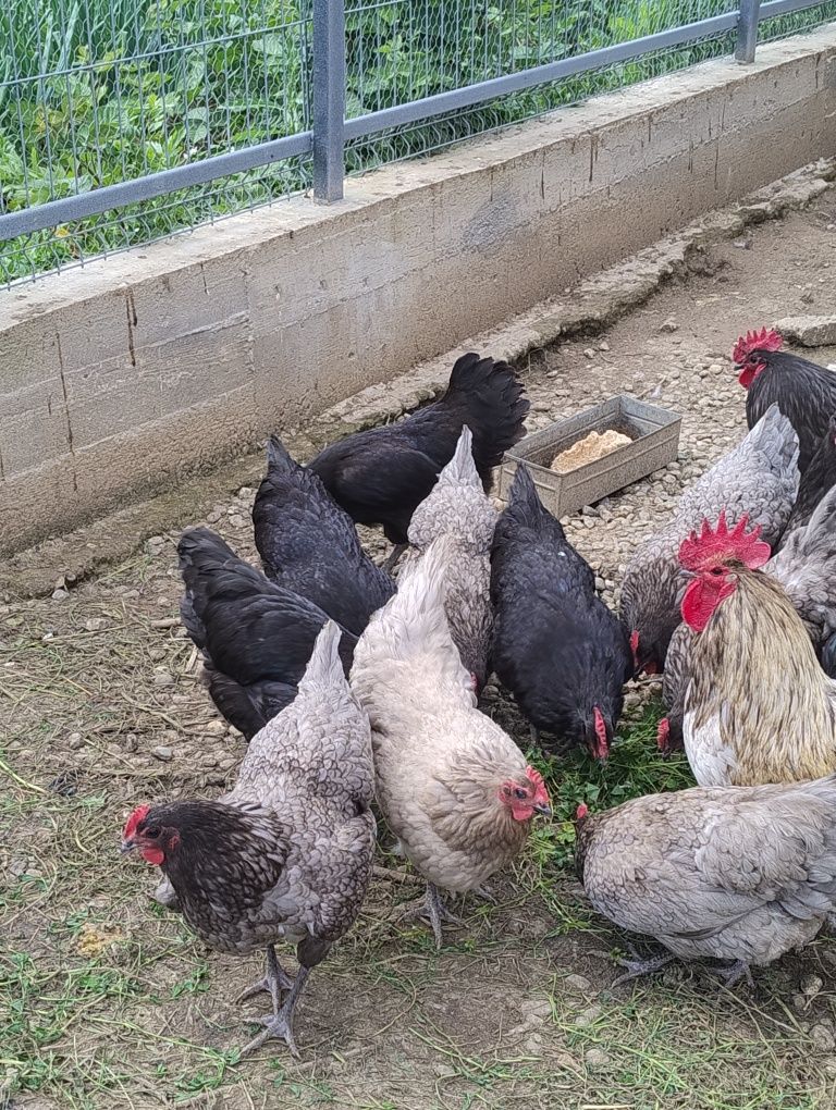 Vând ouă pt incubat