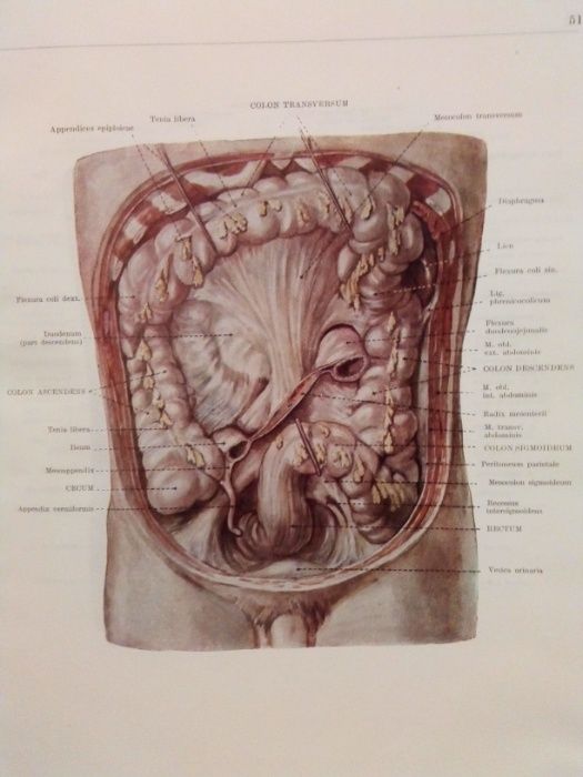 Atlas anatomia omului/Az ember anatomiajanak atlasza I+II+III