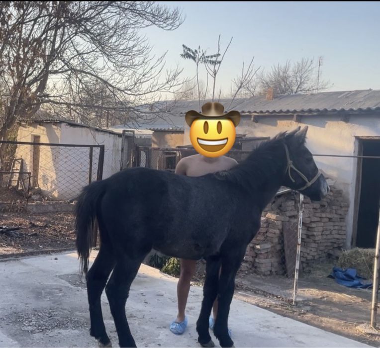 1 жасар Тай, годовалый жеребенок