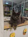 Maine coon cu certificat pedigree
