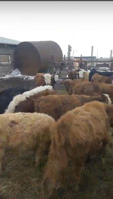 Продаю 28 голов скота