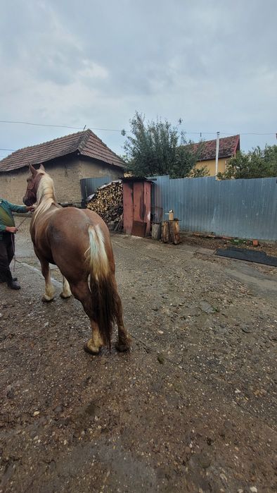 Căluț de vânzare