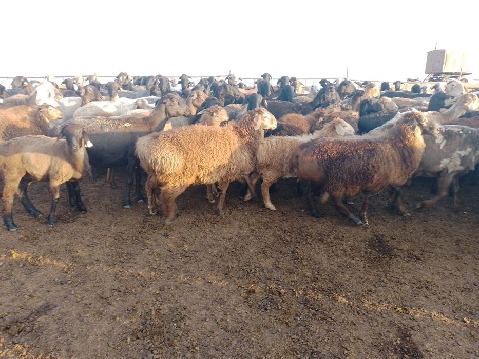 Продам  кошкаров едильбайские