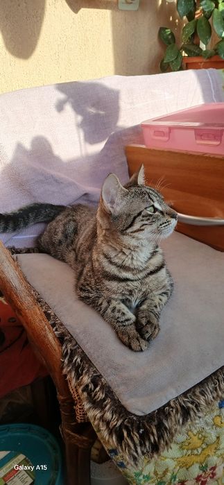 Donez pisicuța cuminte si iubitoare.