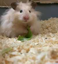 Dau spre adopție hamster sirian în IAȘI