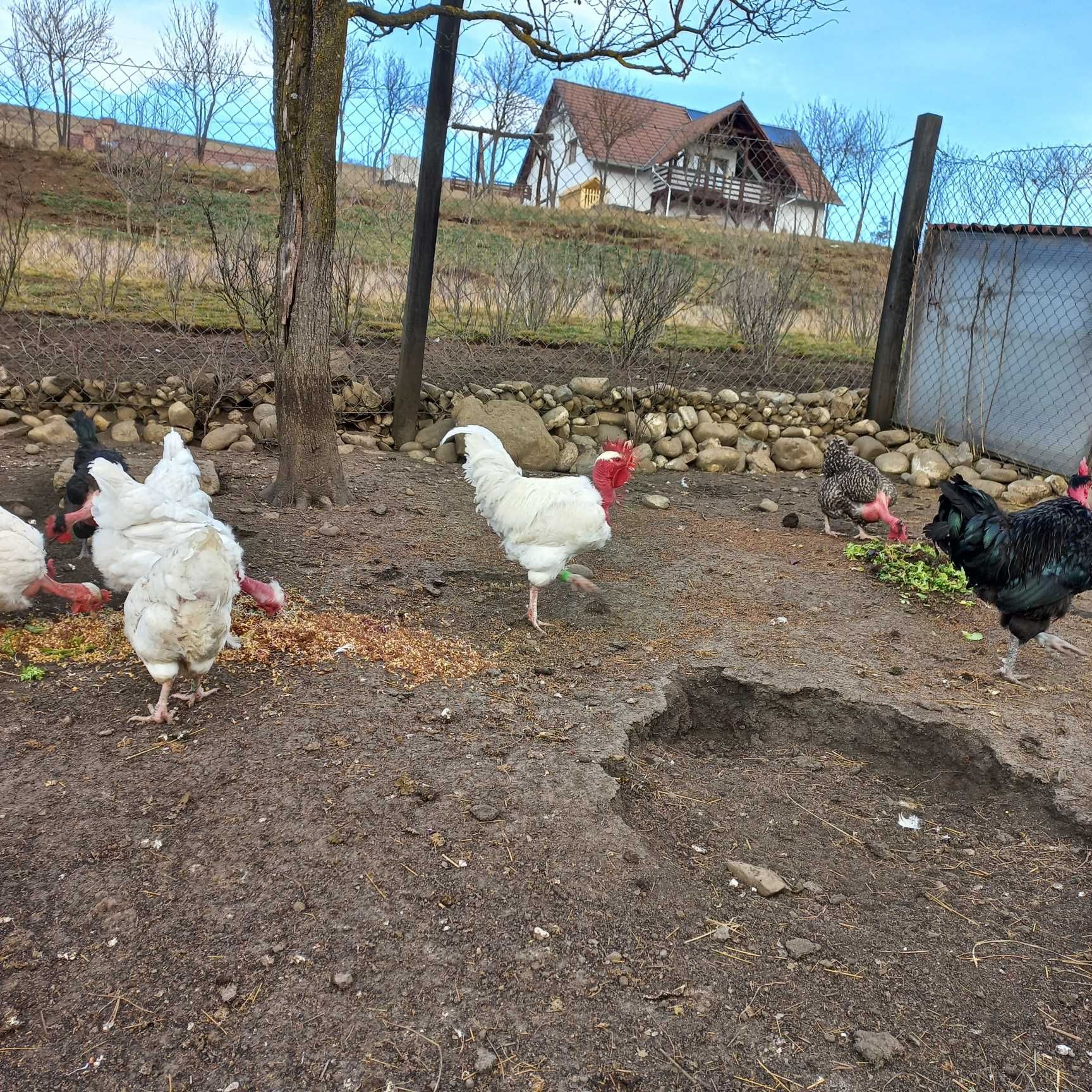 Ouă pentru incubat - rasa Gât Golaș de Transilvania