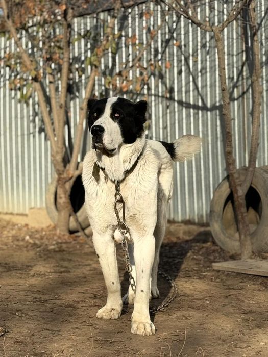 Продам алабая срочно