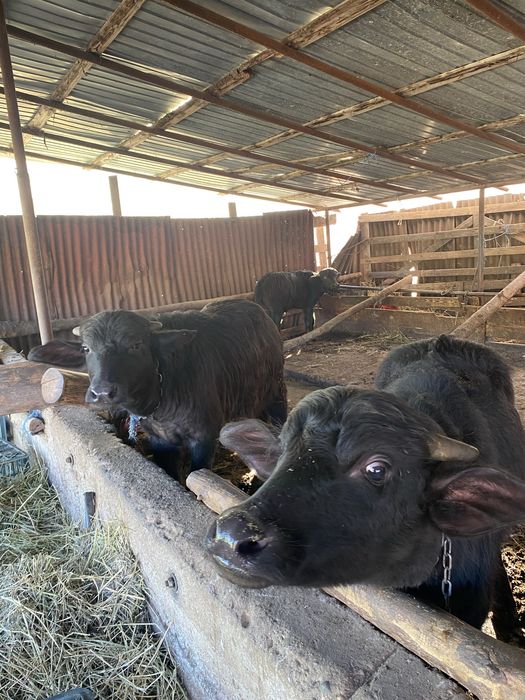 Vand vitei de bivoli masculi de la 5 luni la 1 an junatate