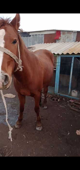 Ассалаумағалейкум бие сатылады