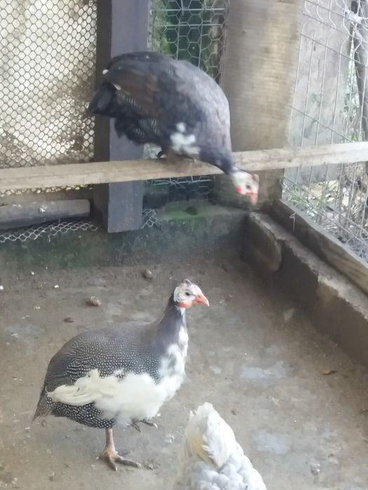 Vind gaini si bibilici