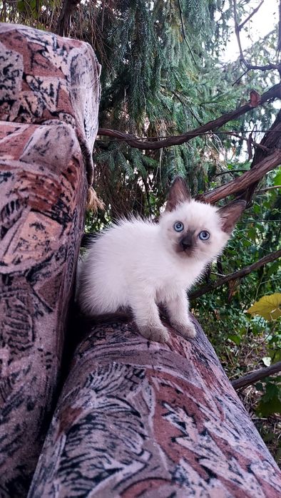 Pui pisica siameza