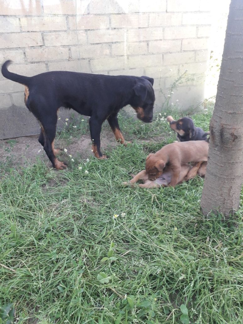 Disponibili patru căței