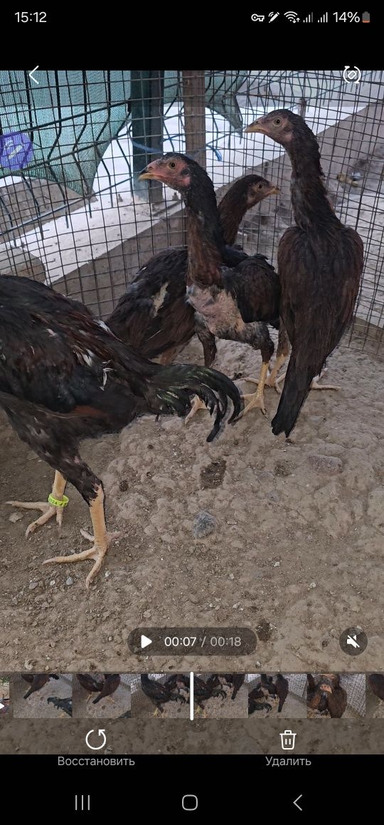 Tozza turk privaznoyi