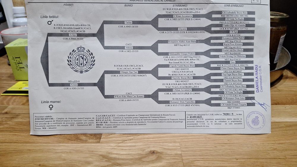 Ciobanesc de Asia Centrala