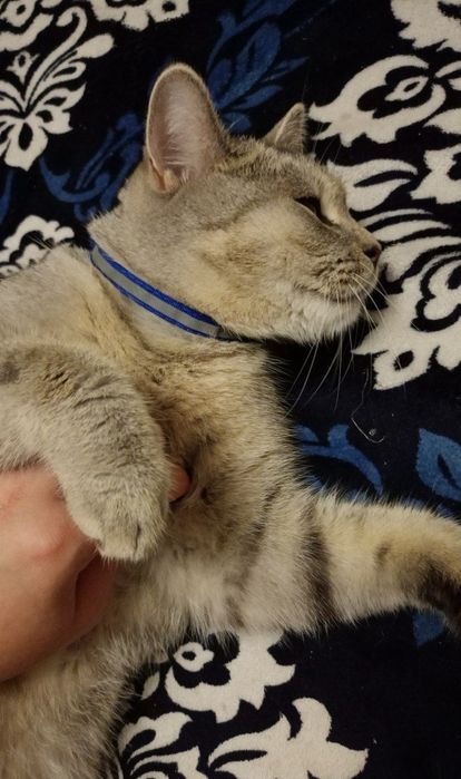 Отдам кота в хорошие руки