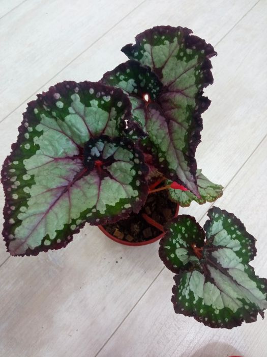 Бегонии и филодендрон