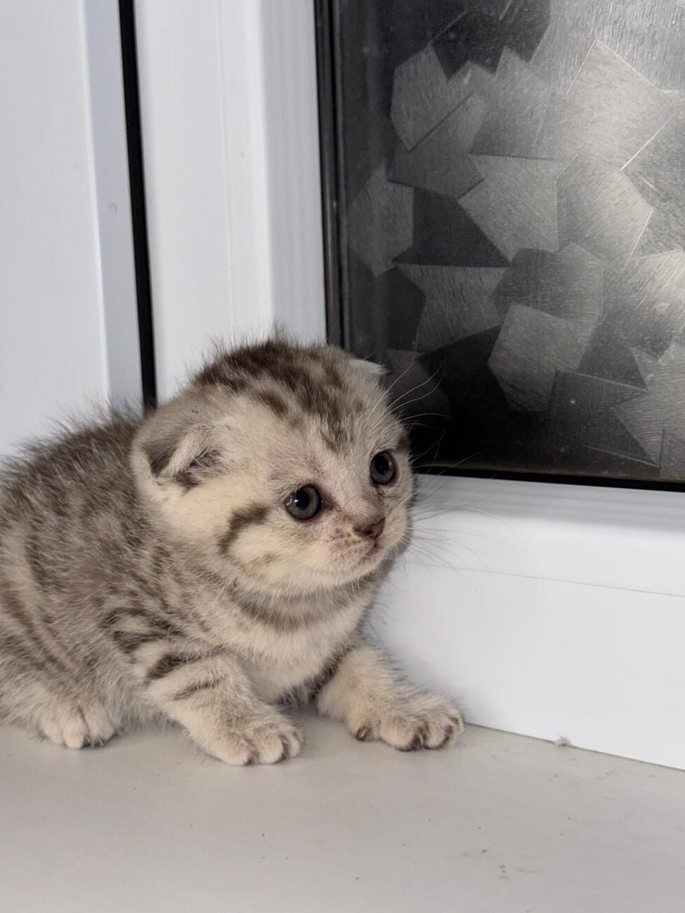 Продам красивых котят