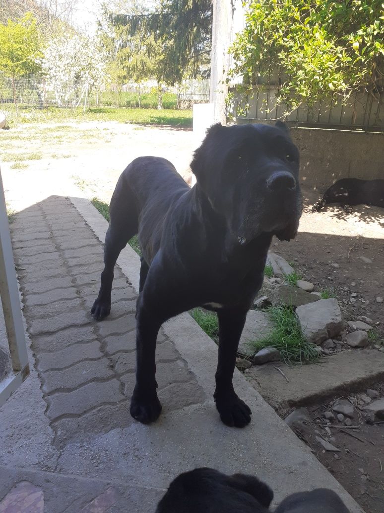 Vand catelusa Cane Corso