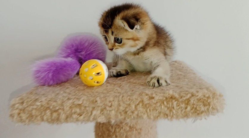 Скоттиш фолд девочка