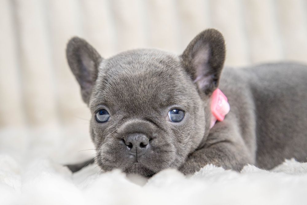 bulldog francez blue fetiță