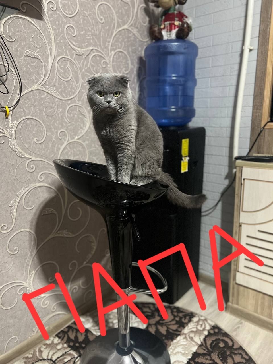 Шотландский Скотиш Страйт
