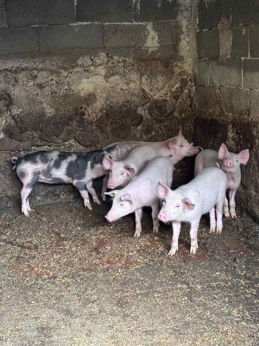 Продават се малки прасенца