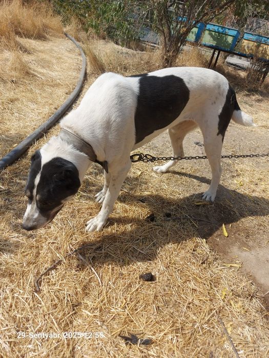 Срочна сотилади Кизбола