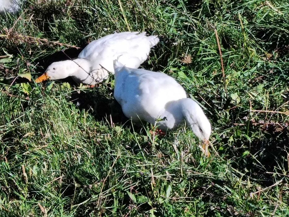 rate Pekin tineret 2025