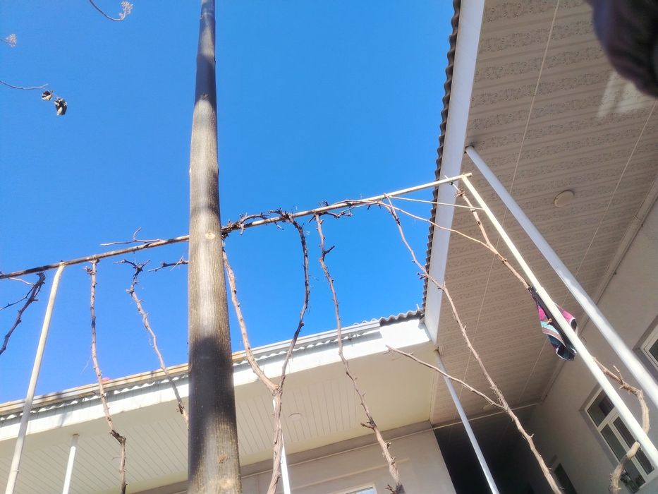 Павловния ку'чатлари сотилади.