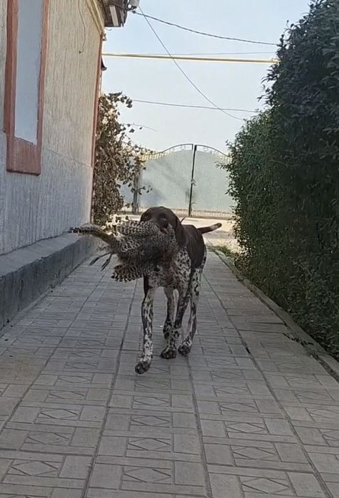 Продам Курцхаара