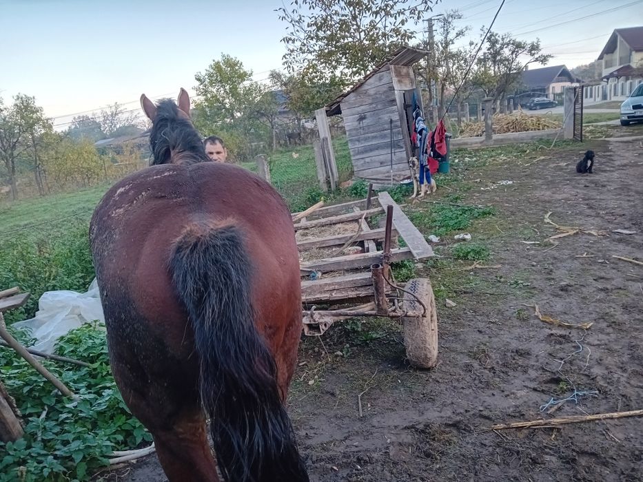Vând mânză de doi ani