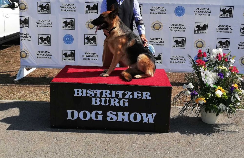 Pui Ciobănesc German cu PEDIGREE,  linie de show