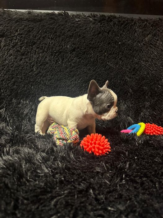 Bulldog Francez Blue Pied