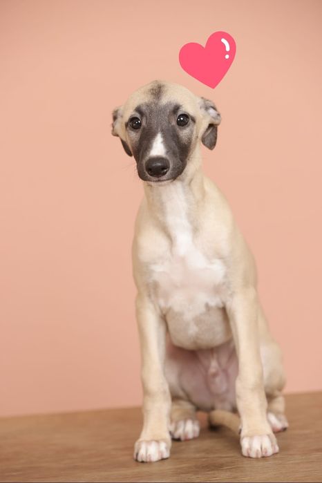 Catel whippet de vanzare